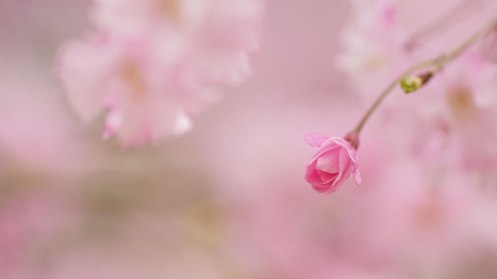 花なら蕾
