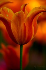 花の命は