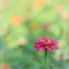 花が咲くわけ
