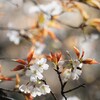 日本の春