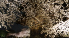 雨の夜桜