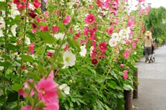 花盛りの頃