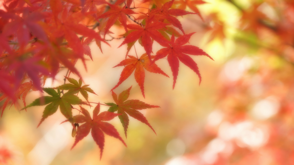 幸せな出会い