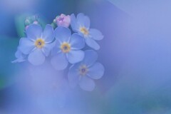 おぼろげな記憶