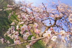 春なんだよねぇ。