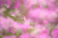 春に