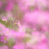 春に