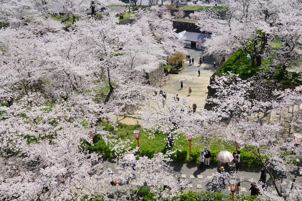 花見客