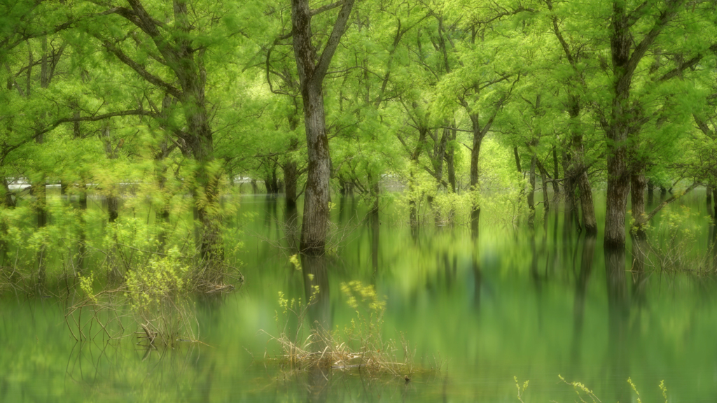 水の中の森
