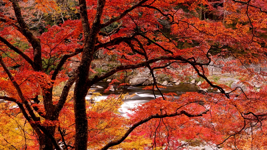 雨の紅葉狩り