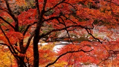 雨の紅葉狩り