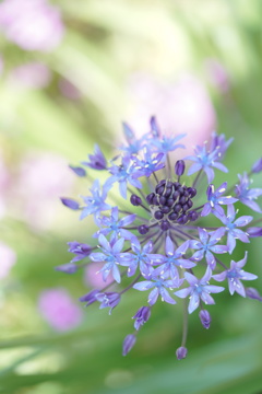 覚えたての花