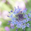覚えたての花