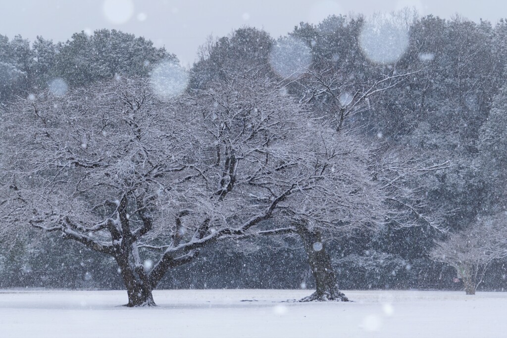 初雪