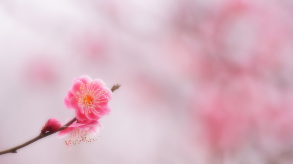 春です。