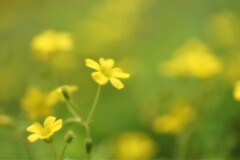 暑いねぇ。