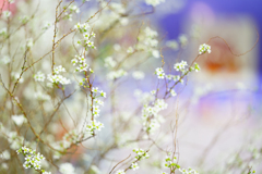 久しぶりに花を