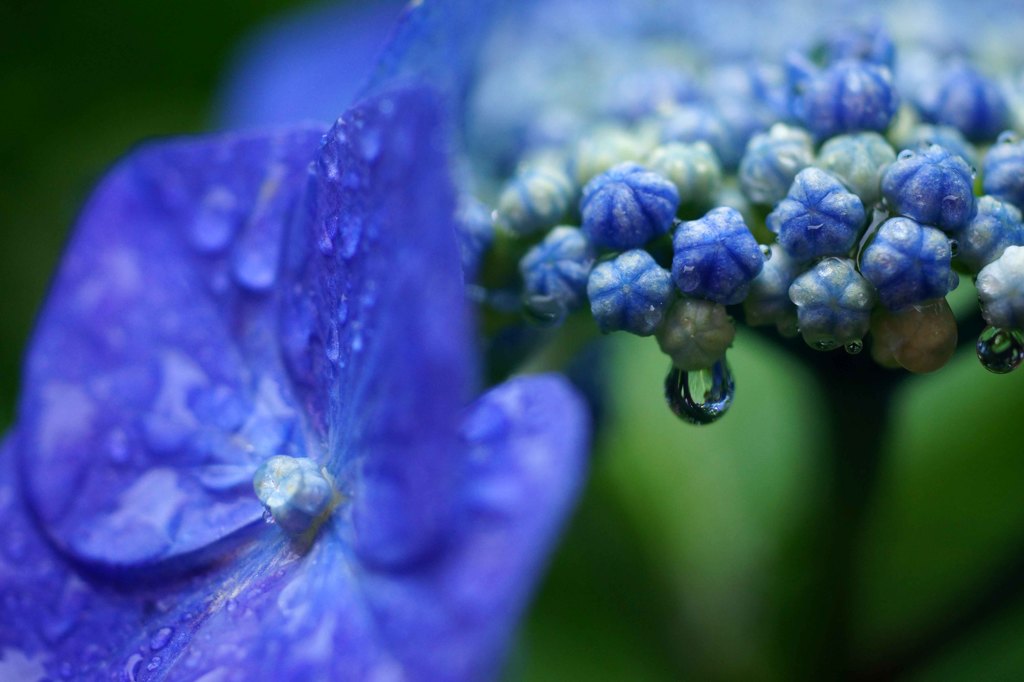 雨にも負けず