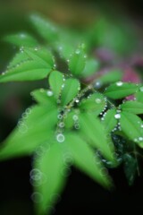 雨ですねぇ。