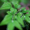 雨ですねぇ。