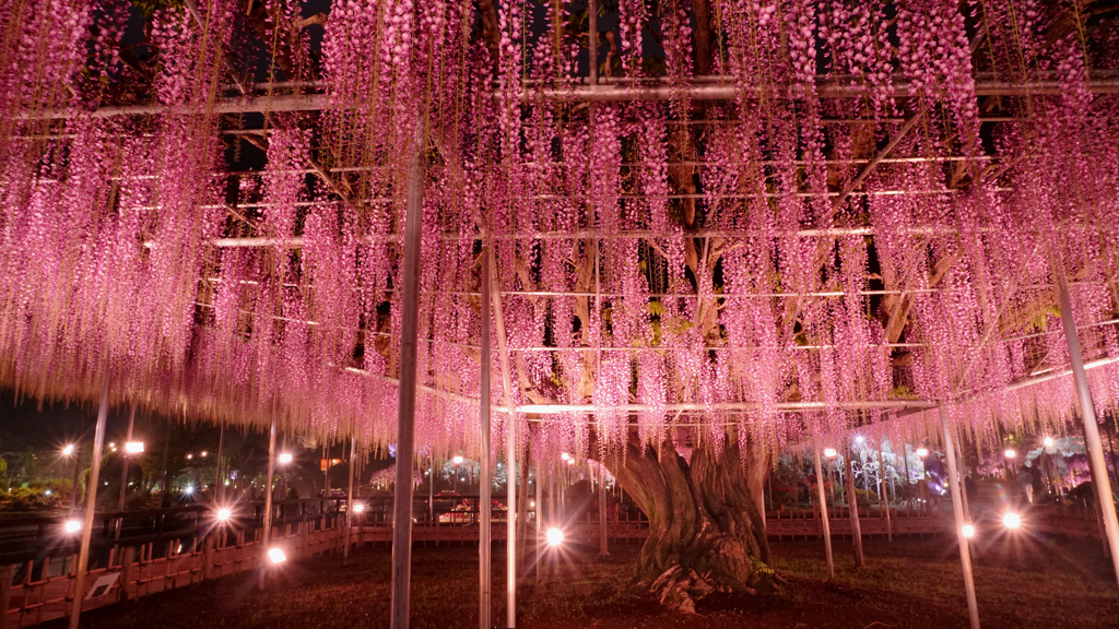 今年は花房が短め？