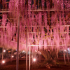 今年は花房が短め？