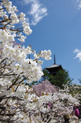 仁和寺　ー桜競演ー