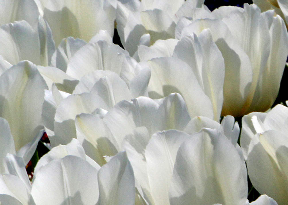 白いチューリップ