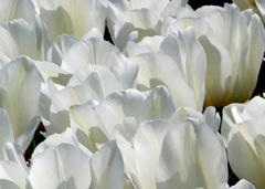 白いチューリップ