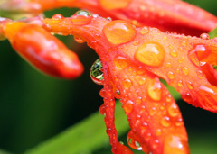 雨粒