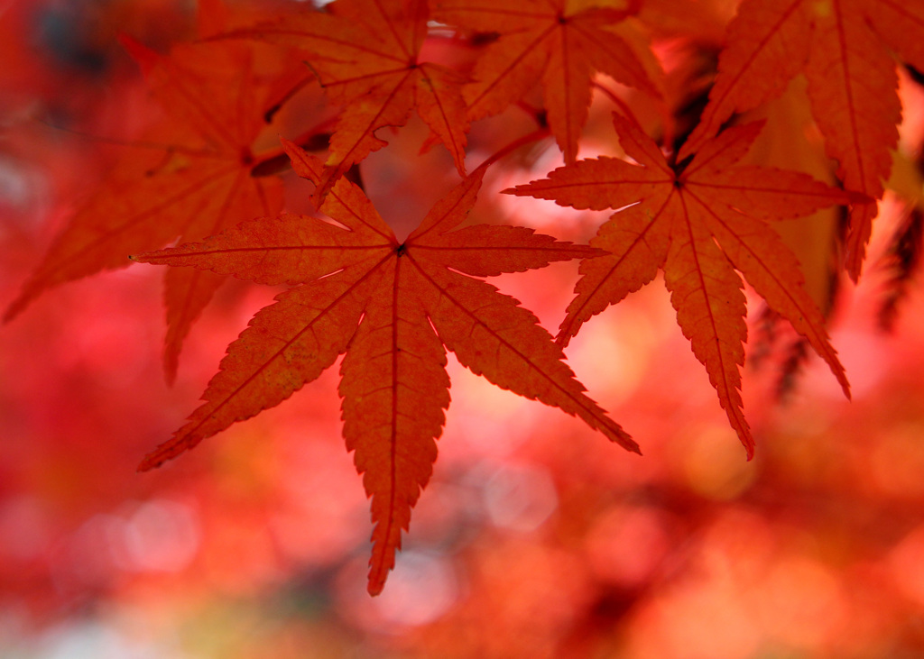 紅葉