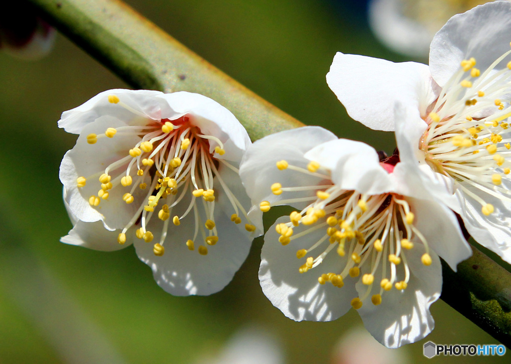 梅の花