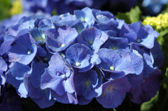 アジサイ開花