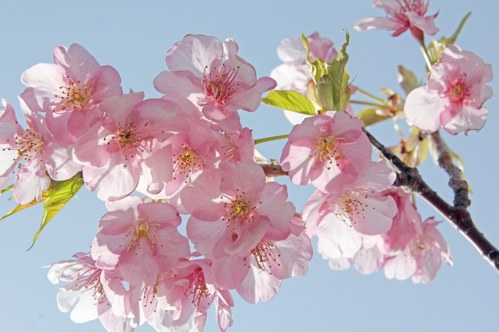 寒桜