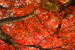 光明寺の紅葉