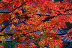 由良興国寺の紅葉