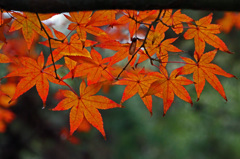 紅葉渓公園の紅葉