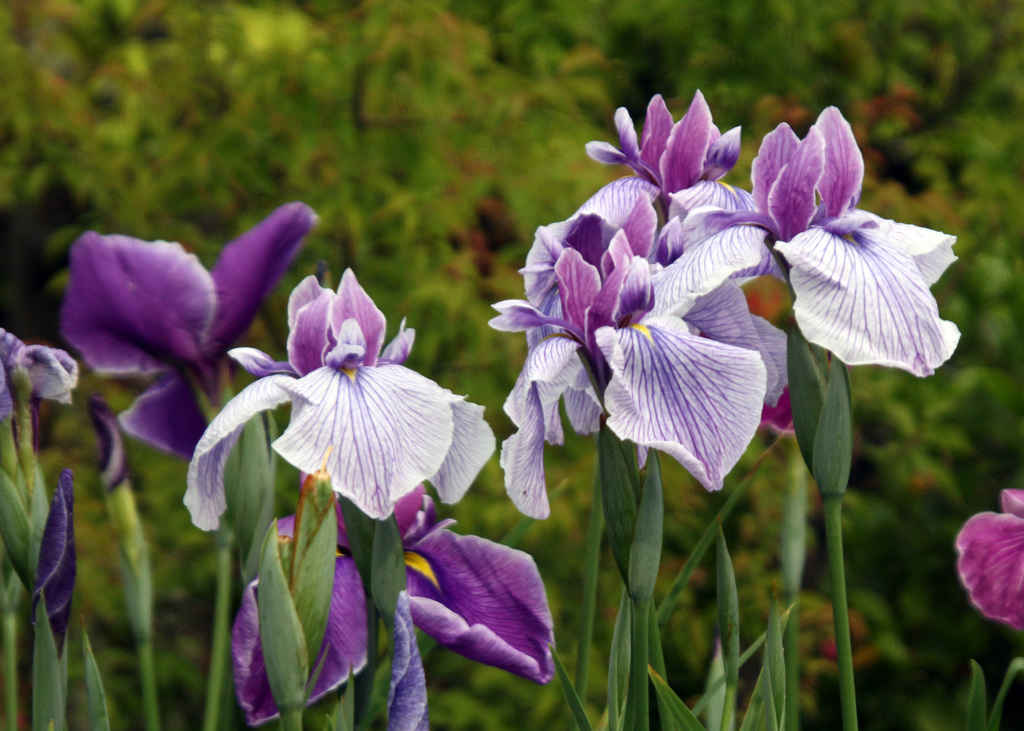 花菖蒲