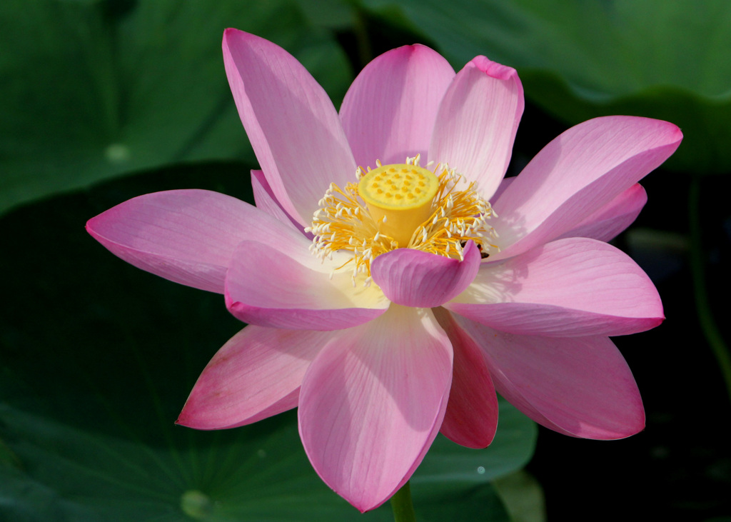 蓮開花