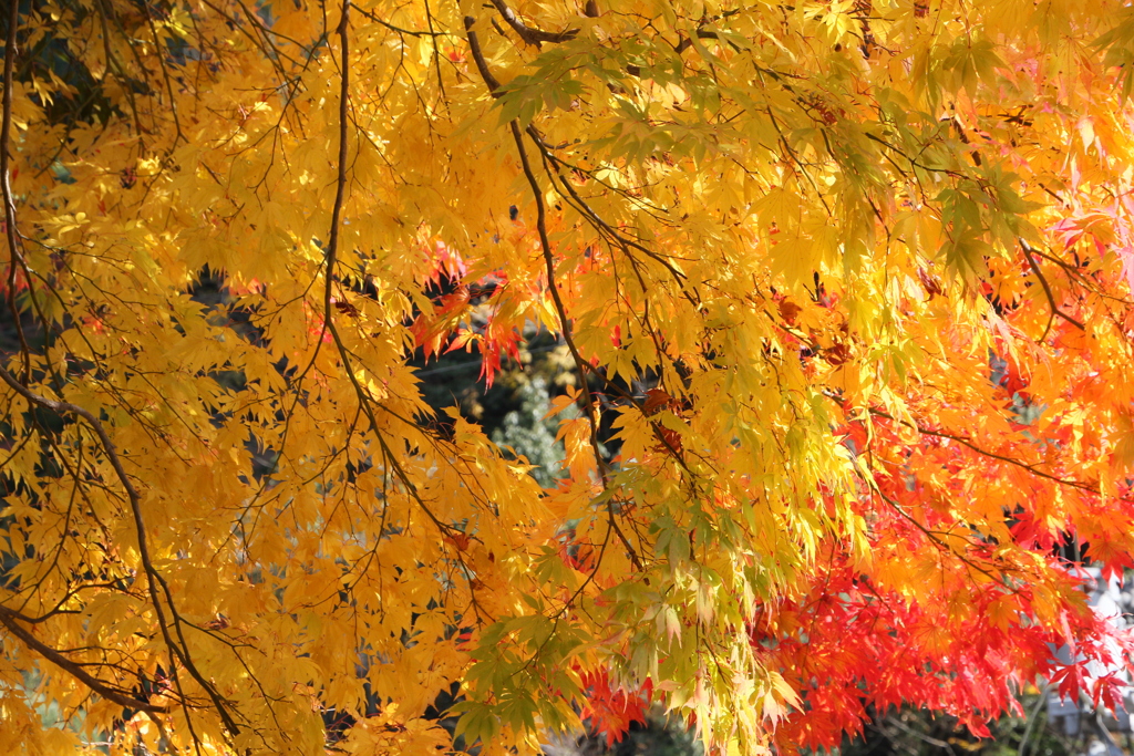 しだれ紅葉