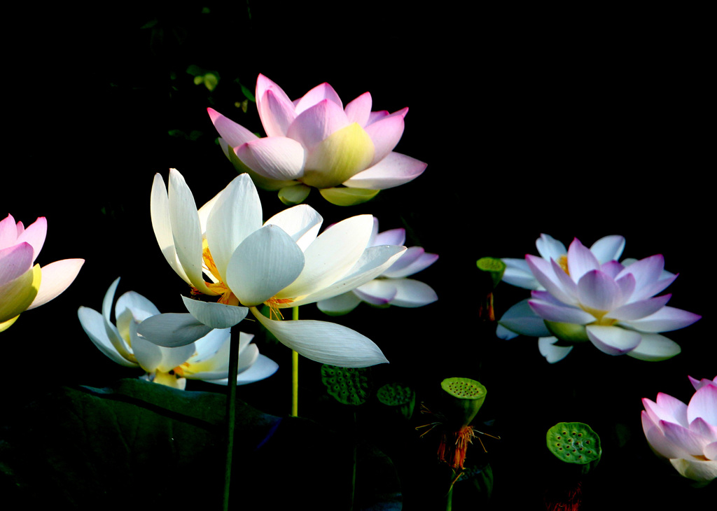 ハスの花