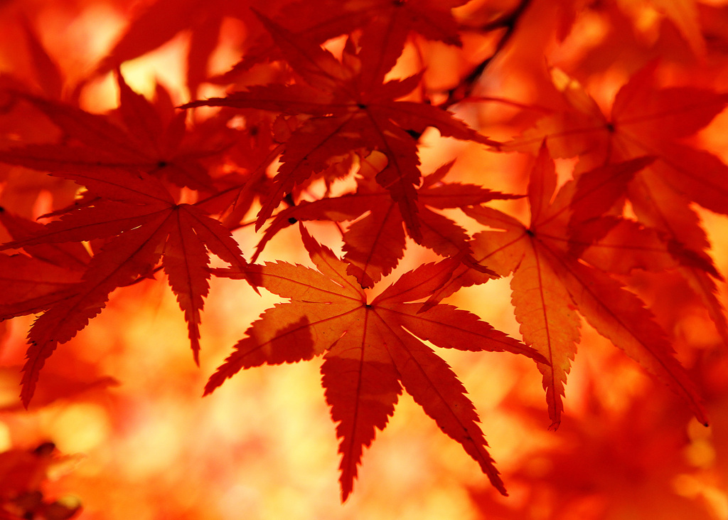 紅宇宙