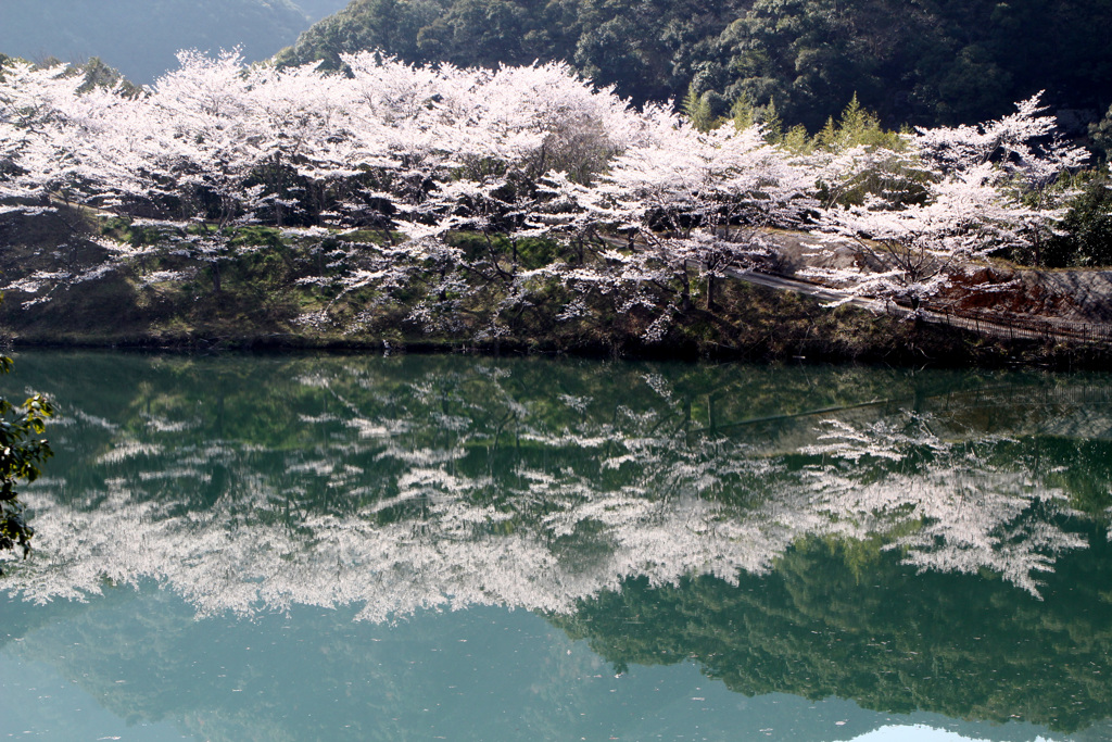 ダム湖の春