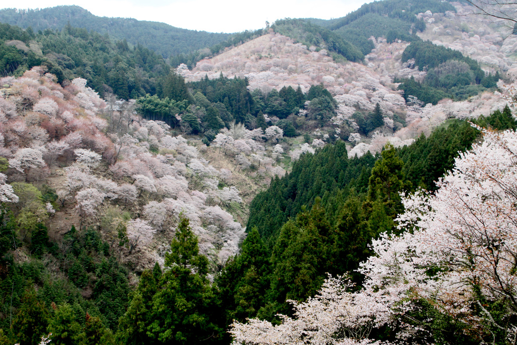 吉野山満開