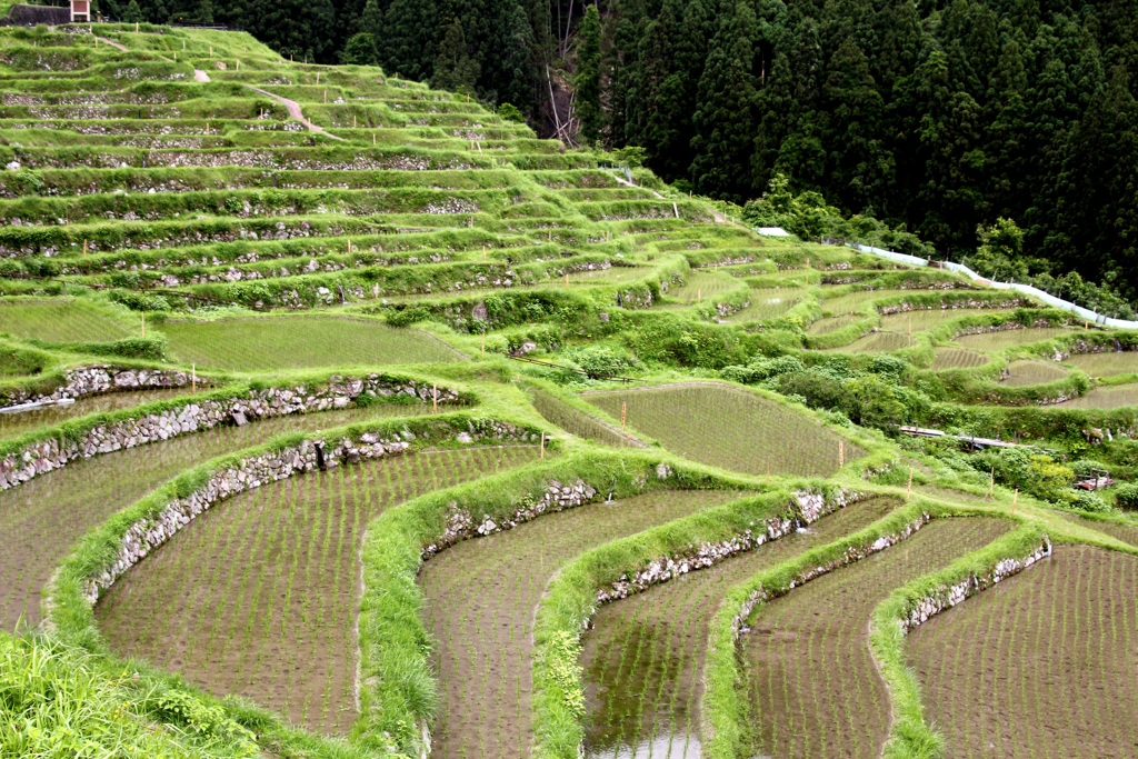 千枚田