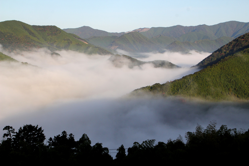 高原の朝霧