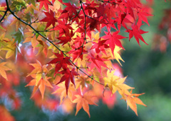 光明寺の紅葉