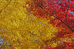 黄紅葉