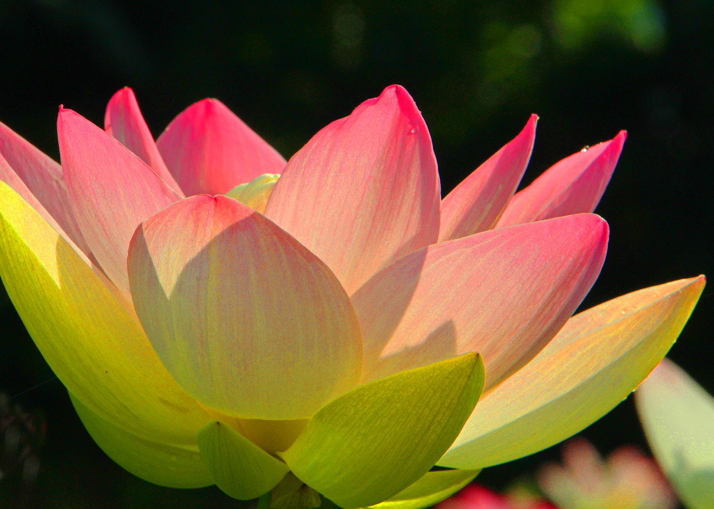ハスの花