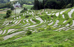 田植え前